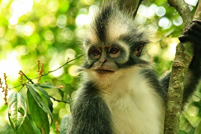 Private Full-Day Bukit Lawang Trekking Tour From Medan - Pickup and Start Time