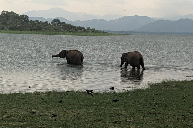 Private Half Day Safari in Udawalawe National Park - Pickup and Meeting Information