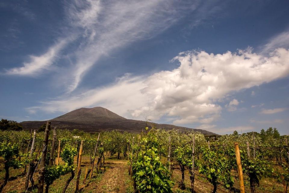 Private Pompeii Tour and Wine Tasting - Cancellation Policy