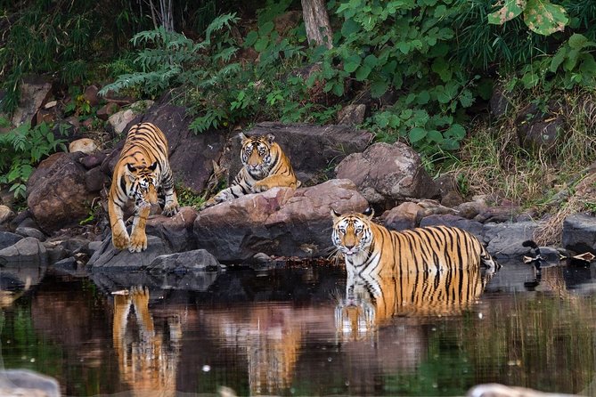 Private Safari Excursion to Panna National Park From Khajuraho - Private Transportation and Pickup