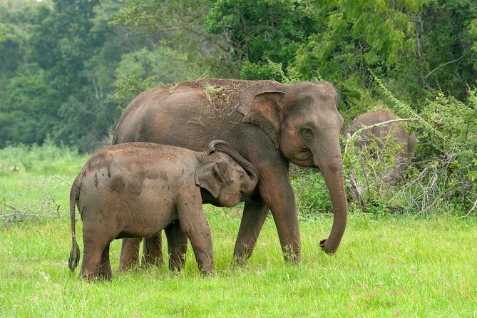 Private Tour: Udawalawe National Park Safari - Pricing Details