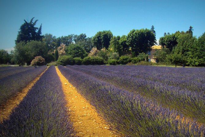 Provence Lavender Fields Tour From Aix-En-Provence - Included in the Tour