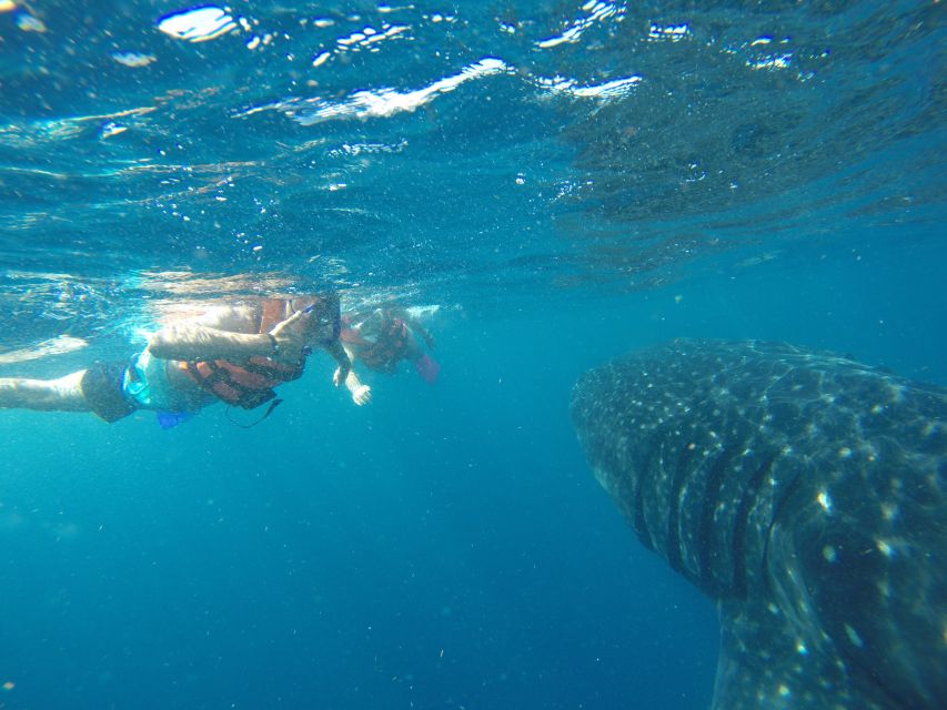 Quintana Roo: Whale Shark Swim, Private Boat Trip, and Lunch - Trip Highlights