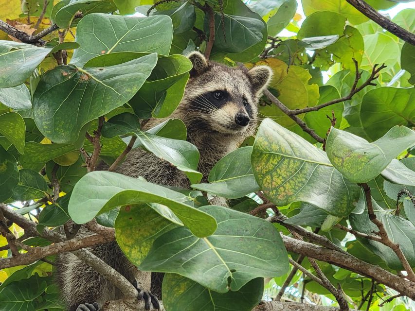 Raccoon Island: Exploration on SUP/Kayak - Key Points