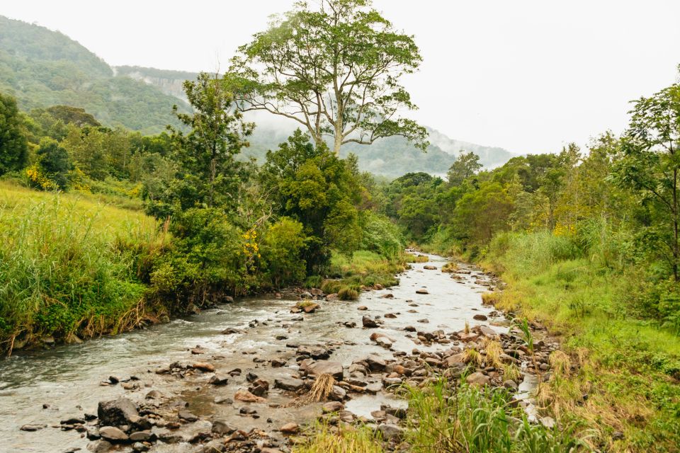 Rainforests and Glow Worm Cave: Day Tour From Brisbane - Included Activities and Inclusions