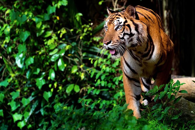 Ranthambore National Park Shared Gypsy Cantar Safari Tickets - Additional Safari Details