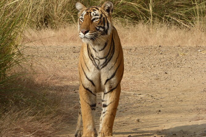 Ranthambore National Park - Pickup and Transport Details