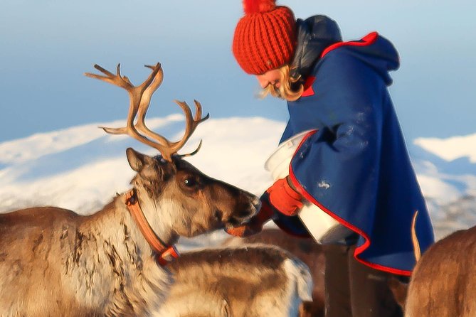 Reindeer Sledding Experience and Sami Culture Tour From Tromso - Highlights of the Tour