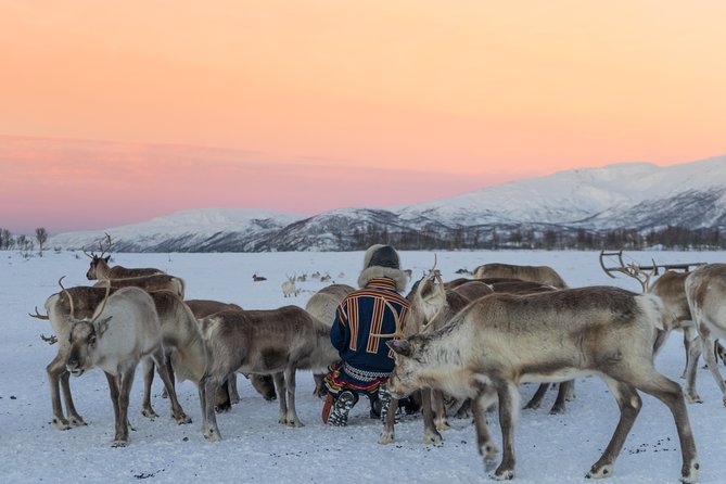 Reindeer Visit, and Sami Culture Including Lunch From Tromso - Feeding the Reindeer Herd