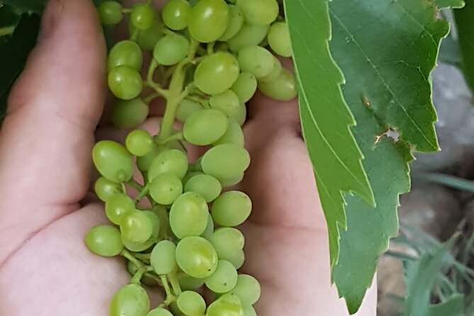 Rhodes Wine & Food Tour: 10 Meal Course Lunch, Wine Tasting, Cooking Class - Whats Included
