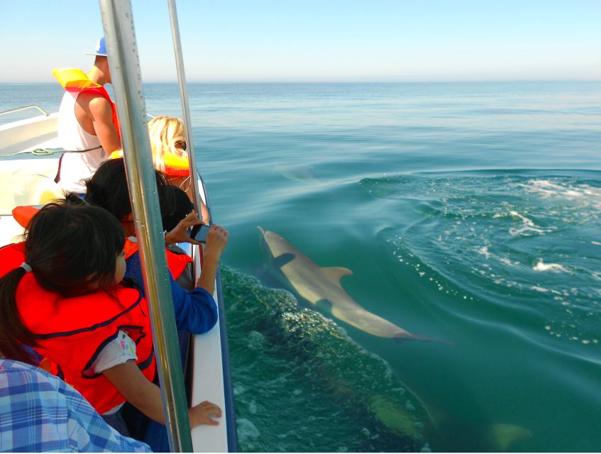 Ria Formosa: Dolphin-Watching Boat Tour - Wildlife You Might See