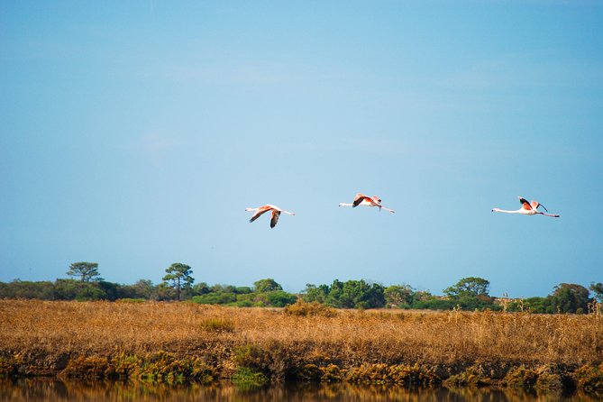 Ria Formosa Natural Park Birdwatching Segway Tour From Faro - Meeting and Pickup Details