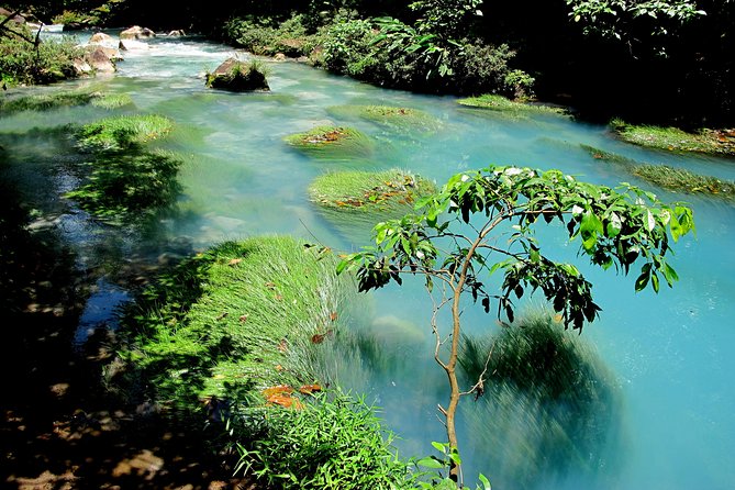 Rio Celeste Full-Day Tour From La Fortuna - Wildlife Encounters