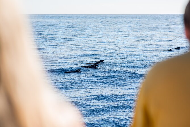 Royal Delfin - 2Hour Sustainable Dolphin & Whale Watching Mini Cruise - Accessibility and Transportation
