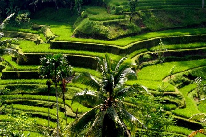 Sacred Monkey Forest Sanctuary - Rice Terrace - Waterfall - Temple - Tegalalang Rice Terrace