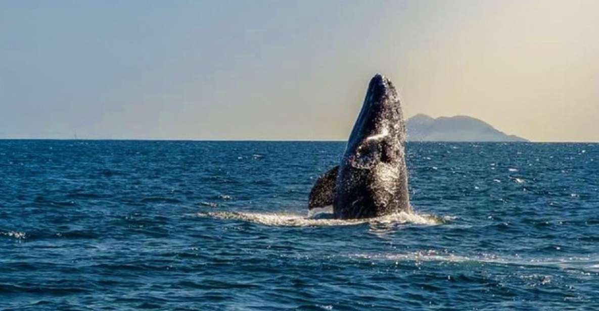 San Diego: Half-Day Marine Wildlife Tour With Lunch - Duration and Availability