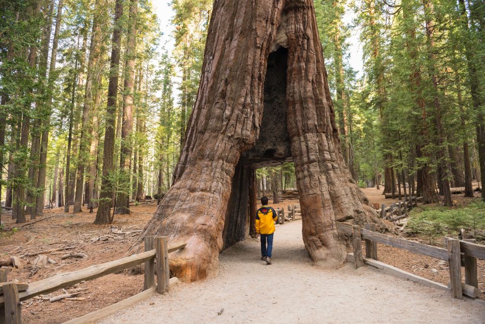 San Francisco To/From Yosemite National Park: 1-Way Transfer - Highlights of the Journey