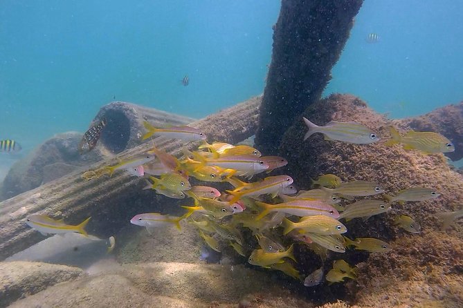 San Juan Guided Snorkel Tour With Videos - Snorkeling Gear and Equipment