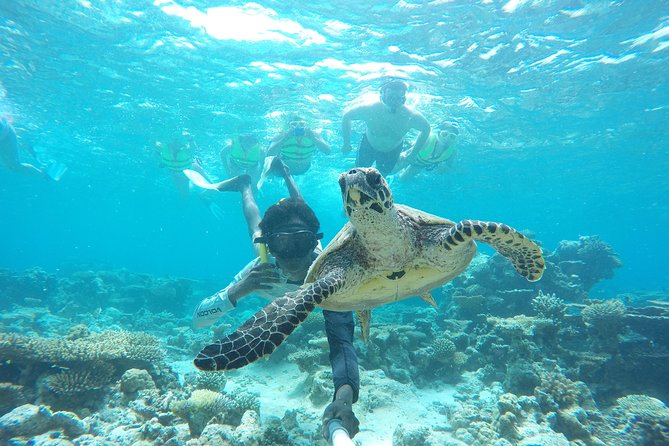 Sandbank Snorkeling and Sunset Cruise - Snorkeling Highlights