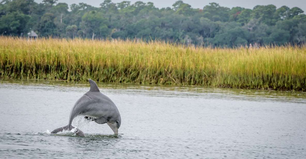 Savannah: Dolphin Spotting and Wildlife Eco Cruise - Highlights of the Cruise