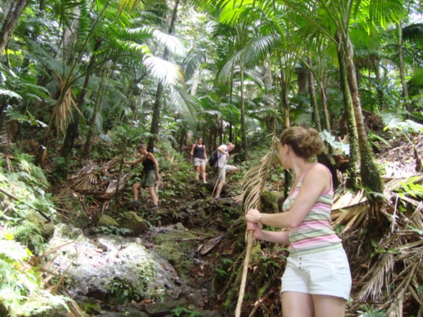 Scenic Rainforest Hike - Rainforest Immersion Experience