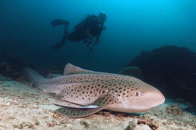 Scuba Dive in Koh Lanta, Thailand - Included Services