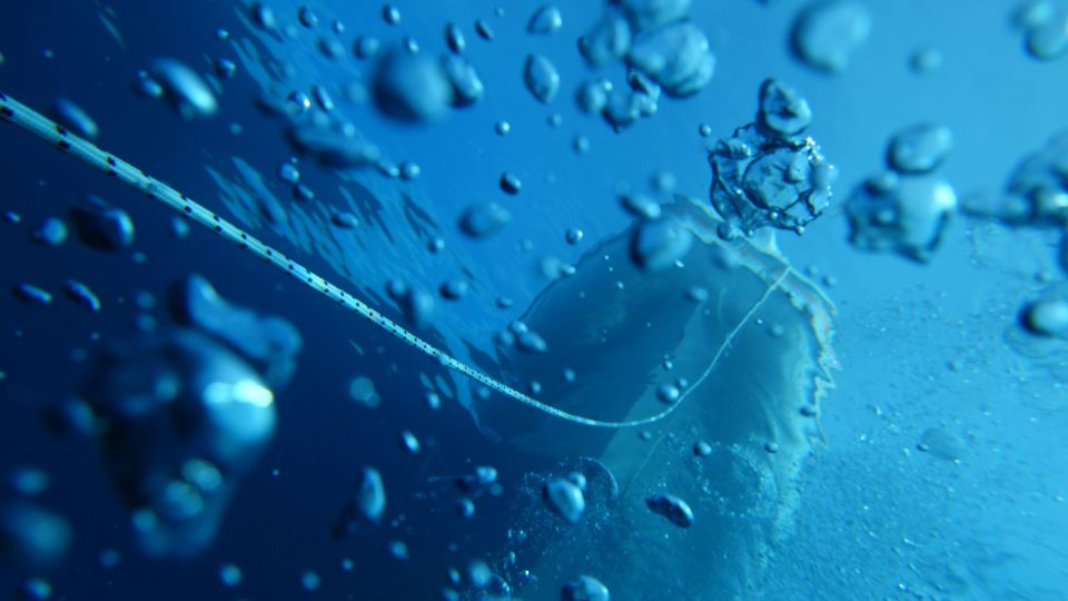 Scuba Diving in Capo Milazzo - Guided by Marine Biologists