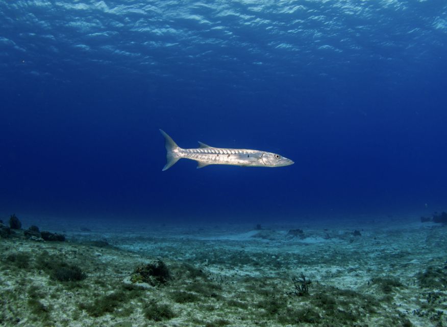 Scuba Diving Refresher in Cozumel - Key Details of the Refresher