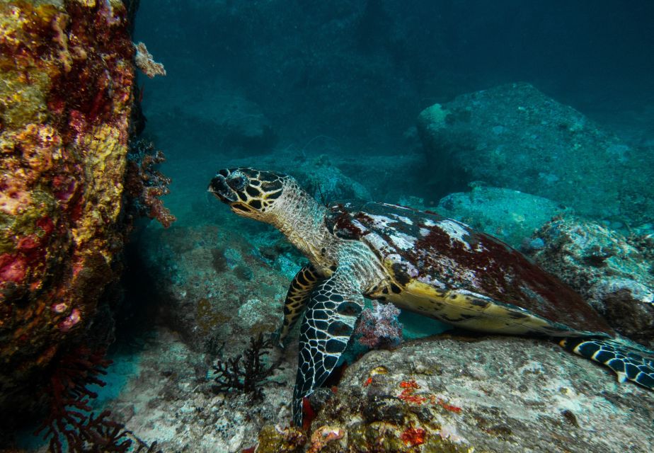 Sea-nic, Sip N' Snorkel on a Semi-Submersive Seacraft - Inclusions