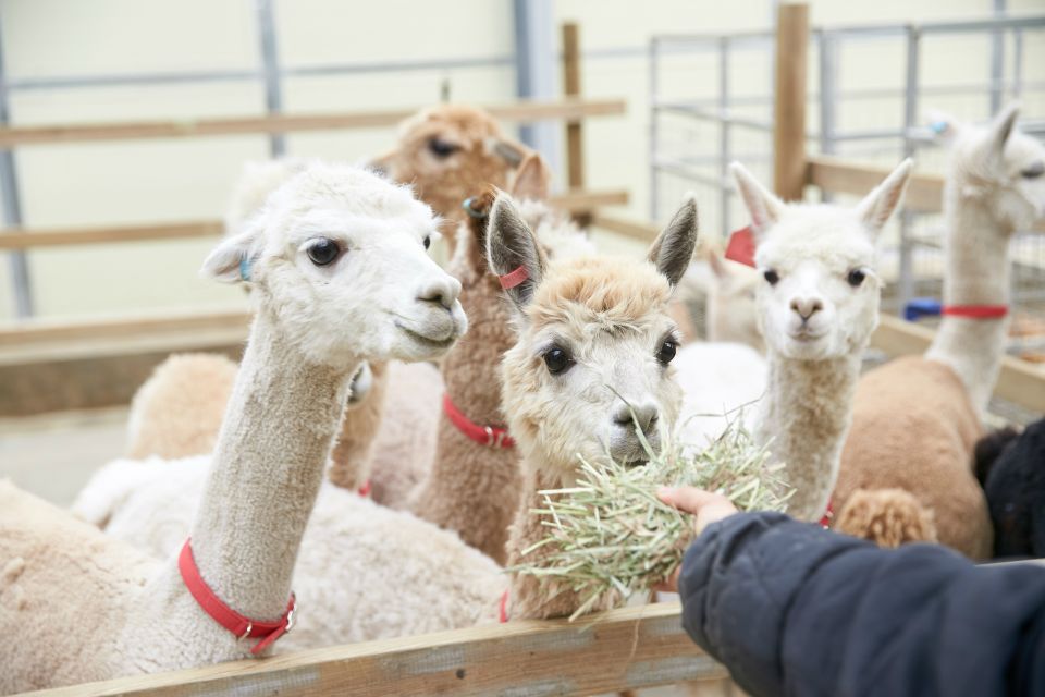 Seoul: Alpaca Land, Nami Tour (Optional Gangchon Railbike) - Alpaca World Experience