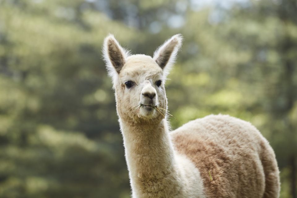 Seoul: Alpaca World & Nami Island (Optional Korean Garden) - Destinations Visited