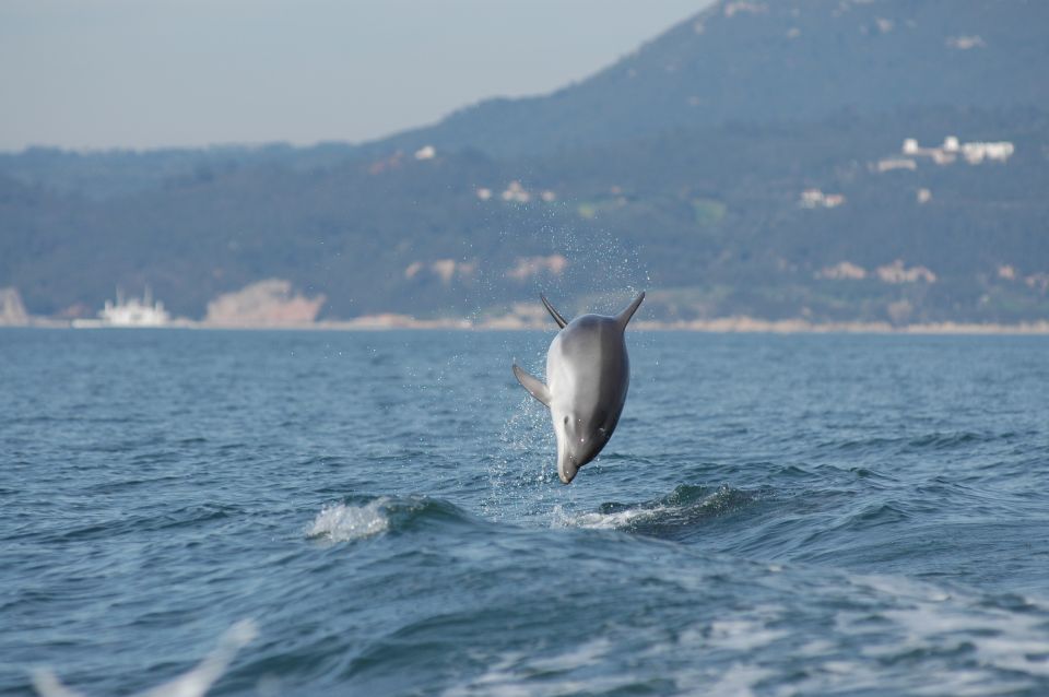 Sesimbra: Eco-friendly Dolphin Watching Tour - Experience Highlights