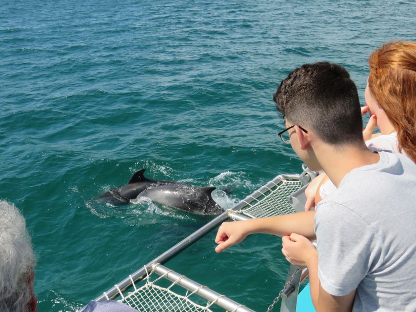 Setúbal: Dolphin Watching Tour - Booking Information