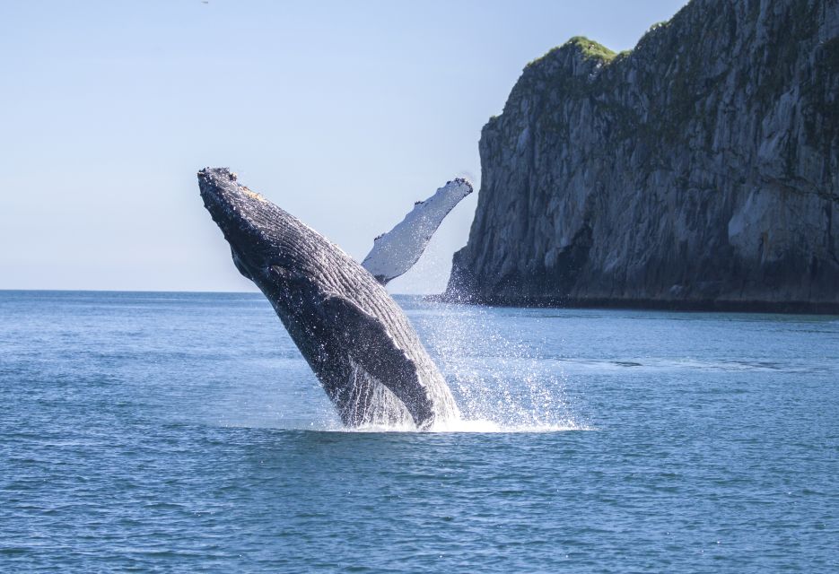 Seward: Kenai Fjords National Park 6-Hour Cruise - Whales, Wildlife, and Wonders