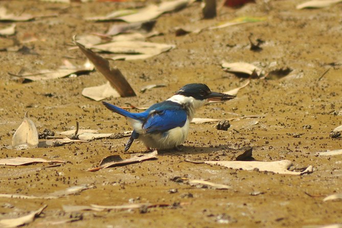 Sharing Basis Half-Day Mangrove Safari Boat Tour in Langkawi - Wildlife Sightings on the Tour