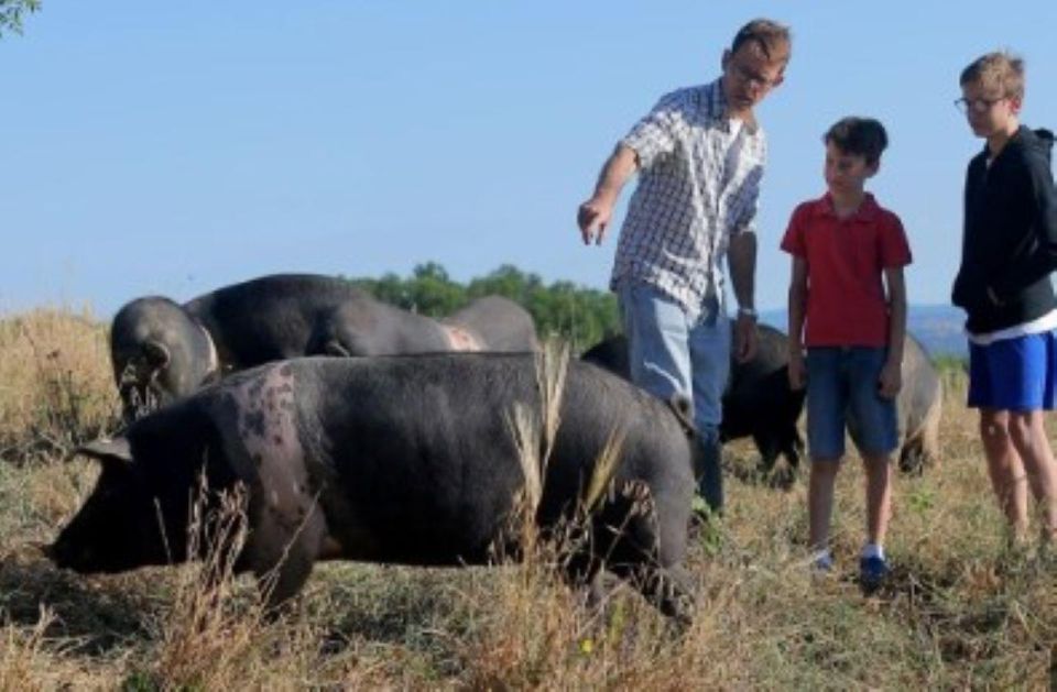 Siena: Visit to the Typical Cinta Pig Farm - Culinary Authenticity in Tuscany