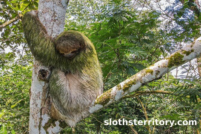 Sloths Watching Tour Through Sloths Territory - Detailed Tour Itinerary