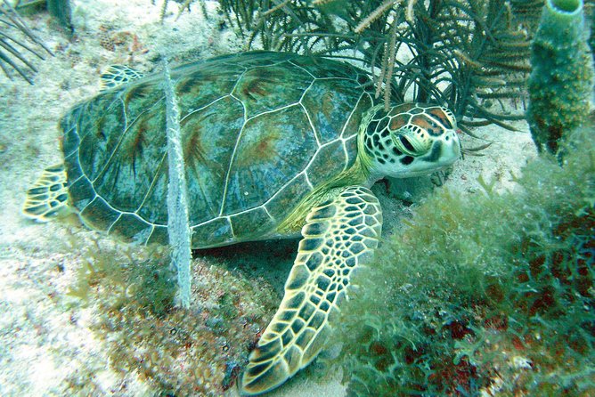 Small-Group Aruba Scuba Diving for Non-Certified Divers - Activity Details