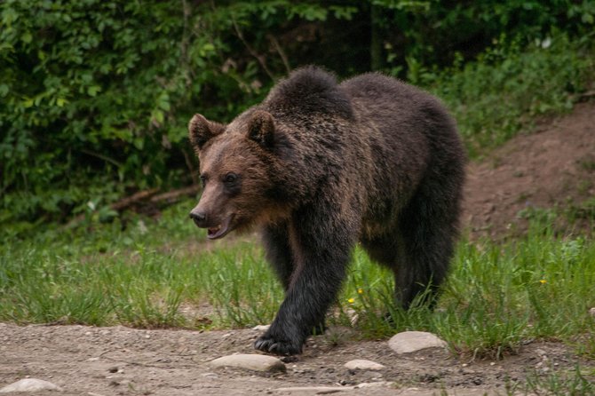 Small-Group Brown Bear-Watching Experience From Brasov - Logistics