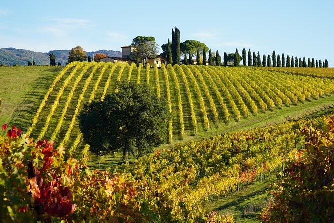 SMALL GROUP Chianti 2 Wineries & Meat Feast @ Dario Cecchini - Tasting and Learning About Wine