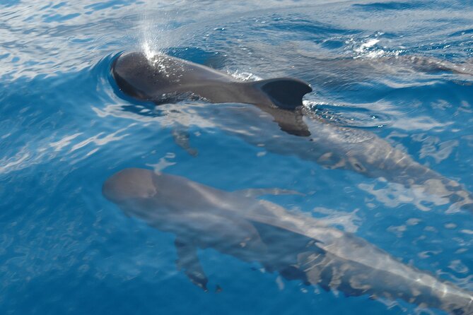 Small Group Excursion Whales and Dolphin Watching Los Gigantes - Snorkeling in Crystal Waters