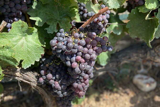 Small Group Guided E-bike Tour in Nices Organic Vineyard - Whats Included in the Experience