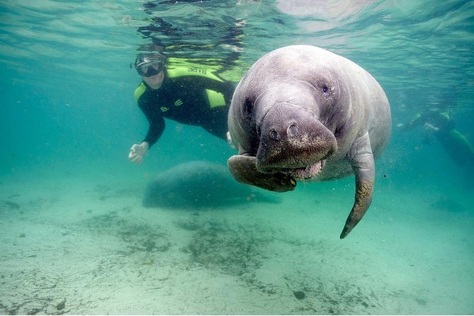 Small Group Manatee Tour With In-Water Divemaster/Photographer - Included Amenities