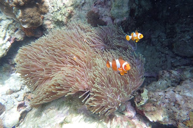 Snorkel Adventure Sea Tour to Koh Rok and Koh Haa From Koh Lanta - Inclusions and Whats Provided