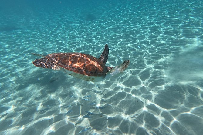 Snorkel With Turtles & Kenepa Grandi Beach: Nr.1 Island Day Trip - Snorkeling Experience With Turtles