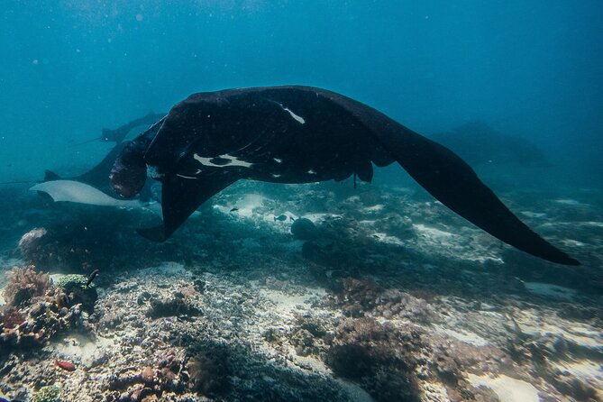 Snorkeling and Freediving Trip Around Nusa Penida - Meeting and Pickup