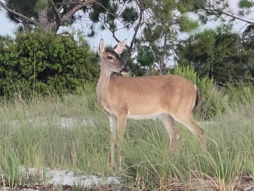 Snorkeling, Dolphins, Wildlife Sightings in St. Andrews Bay - Highlights