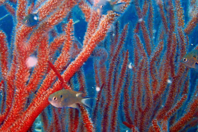 Snorkeling ( Start at Ko Kut) - Included in the Package