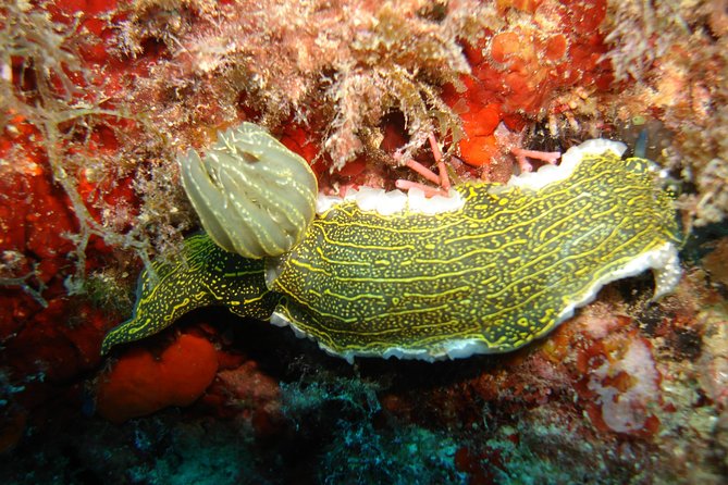 Snorkeling Tour From Coast to Coast in Taormina and Isola Bella - Snorkeling Highlights