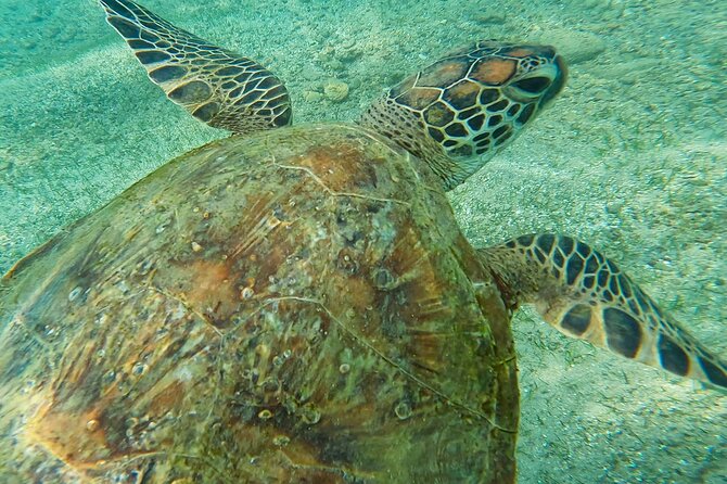 Snorkeling Turtles in Mirissa - Included in the Experience